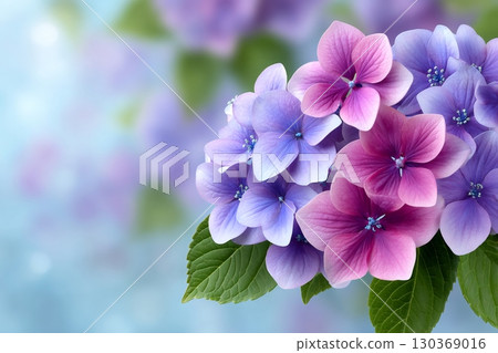 Beautiful pink and purple hortensia flowers blooming in spring garden 130369016
