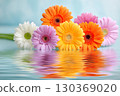 Colorful gerbera flowers floating on water with reflections 130369020