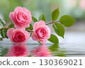 Pink roses reflecting in water with green leaves and blurred background 130369021