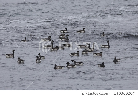 Brent geese flocking on the sea 130369204