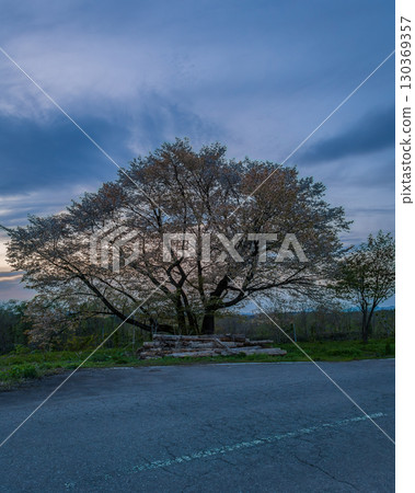 Dusk and cherry blossoms 130369357