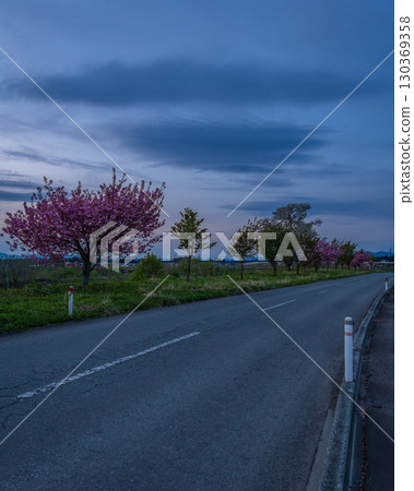 Dusk and cherry blossoms Dusk and cherry blossoms 130369358