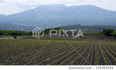 以淺間山為背景拍攝初夏田野風景 130369364