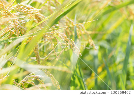 Rice rice ear Rice rice ear 130369462