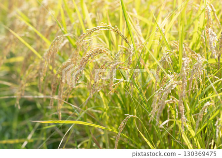 米米耳朵 130369475