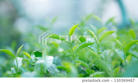 Tea tea leaves 130369487