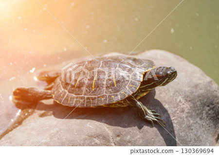 Turtle Rock Pond: Reptile rests on stone by water during daytime for sun basking. 130369694