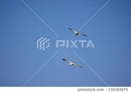 Two seagulls soaring in a clear blue sky with wings spread wide, captured in mid-flight. 130369970
