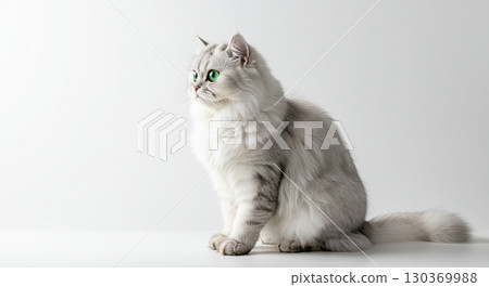 cat on white background 130369988