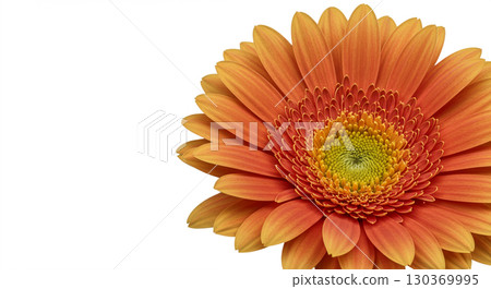 gerbera flower isolated on white background 130369995