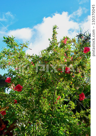 夏天的天空和芙蓉 130370045