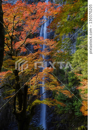 Rokujuho Falls dyed in autumn leaves Rokujuho Falls dyed in autumn leaves 130370205