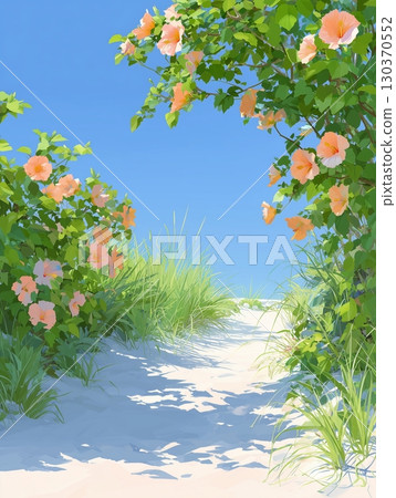 Colorful hibiscus adorning the path to the beach 130370552