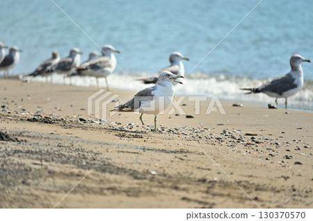 One-legged seagull standing on the shore② One-legged seagull standing on the shore② 130370570