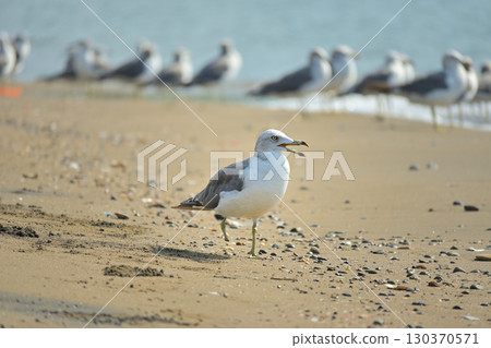 A one-legged seagull standing on the shore① 130370571