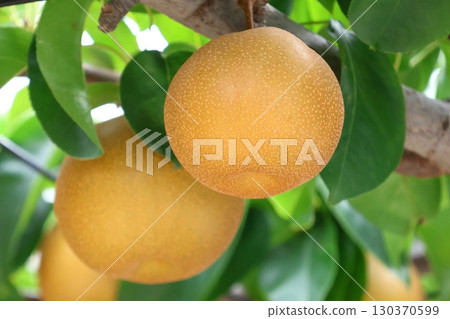 樹上的梨，豐水市，小水市，鐮谷 130370599