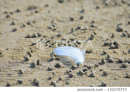Feathers and grains of sand on the beach 130370757