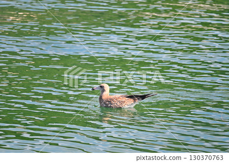Young seagull swimming on the water surface 130370763
