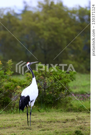 一隻丹頂鶴在草原上尋找食物 130371124