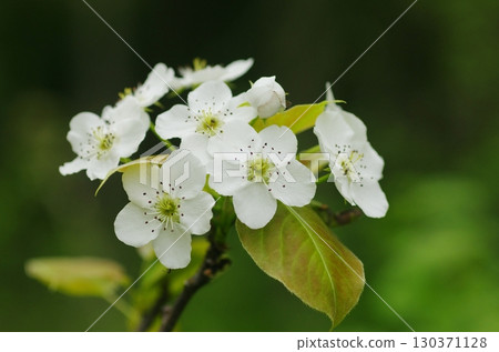 Pear flowers Pear flowers 130371128