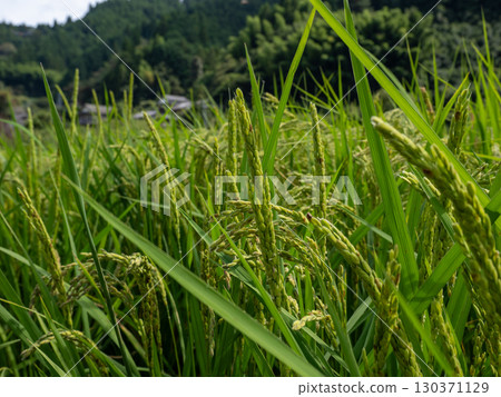 Despite the rice shortage, the rice plants are growing well and bringing joy Despite the rice shortage, the rice plants are growing well and bringing joy 130371129