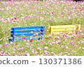 Cosmos field with colorful benches 130371386