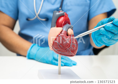 Cardiovascular disease CVD, doctor with heart human model anatomy for treatment patient in hospital. Cardiovascular disease CVD, doctor with heart human model anatomy for treatment patient in hospital. 130371523