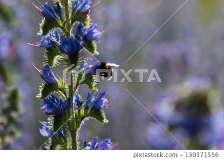 A honey bee pollinates vibrant purple lupine flowers in the warm summer evening light 130371556
