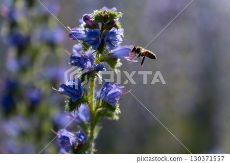 A honey bee pollinates vibrant purple lupine flowers in the warm summer evening light A honey bee pollinates vibrant purple lupine flowers in the warm summer evening light 130371557