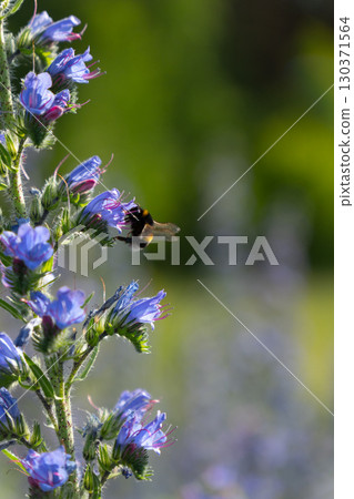 A honey bee pollinates vibrant purple lupine flowers in the warm summer evening light 130371564