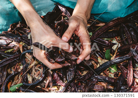 the hands of a man clutch a handful of carob pods 130371591