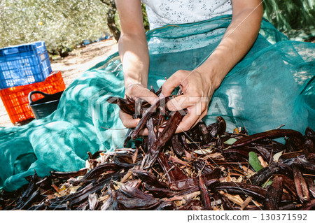 a farmer gathers carob pods while sitting on nets 130371592