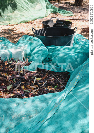 harvested carob pods on nets in Spain harvested carob pods on nets in Spain 130371593