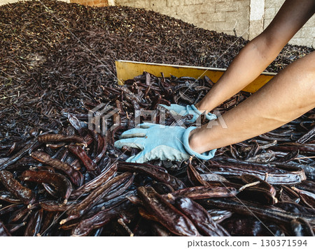 a man pushes carob pods from a trailer into a pile a man pushes carob pods from a trailer into a pile 130371594