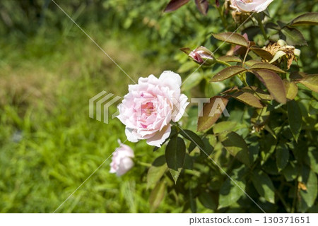 pink roses blooming in the rose garden pink roses blooming in the rose garden 130371651