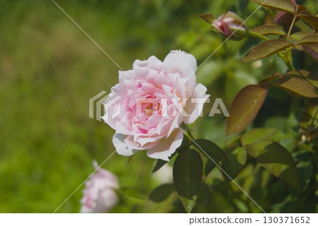 Pink rose close-up Pink rose close-up 130371652
