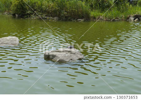 一隻烏龜在池塘的岩石上休息 130371653