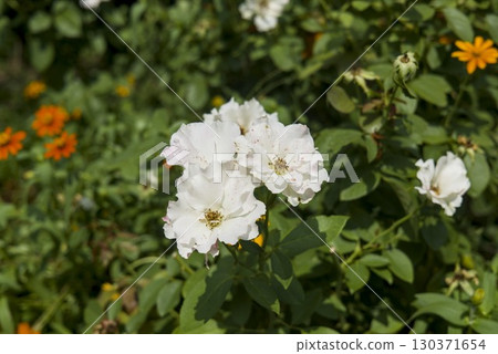 白玫瑰 130371654