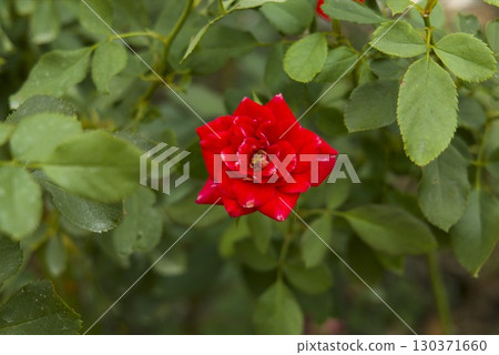 Rin's red rose Rin's red rose 130371660