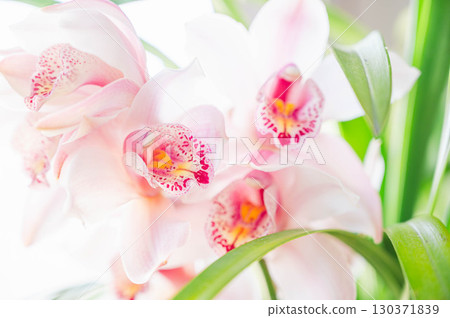 Cymbidium 130371839