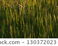 Rice stained in the sunset 130372023