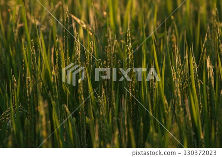 Rice stained in the sunset 130372023