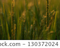 Rice plants at dusk 130372024