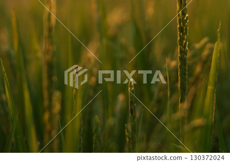 Rice plants at dusk 130372024