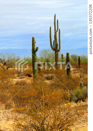 Old Saguaro Cactus Sonora desert Arizona Old Saguaro Cactus Sonora desert Arizona 130372206