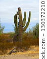 Old Saguaro Cactus Sonora desert Arizona 130372210