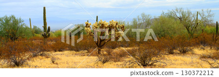 Winter San Tan Mountains Sonoran Desert Arizon Winter San Tan Mountains Sonoran Desert Arizon 130372212
