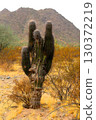 Old Saguaro Cactus Sonora desert Arizona 130372219