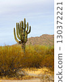 Old Saguaro Cactus Sonora desert Arizona 130372221