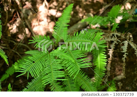 A colony of Kosida (Saladaceae) A colony of Kosida (Saladaceae) 130372739